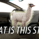 Illustration for article titled What The Hell Is Alcantara, Anyway?